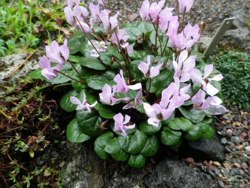 Cyclamen intaminatum